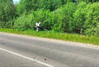 Борщевик в Кировской области: обработка 1000 гектаров земель