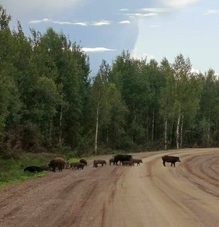 Агрессивные свиньи угрожают безопасности в Афанасьевском районе