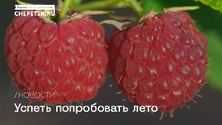 Летние Лакомства: Как Насладиться Вкусами Без Ущерба Для Кошелька